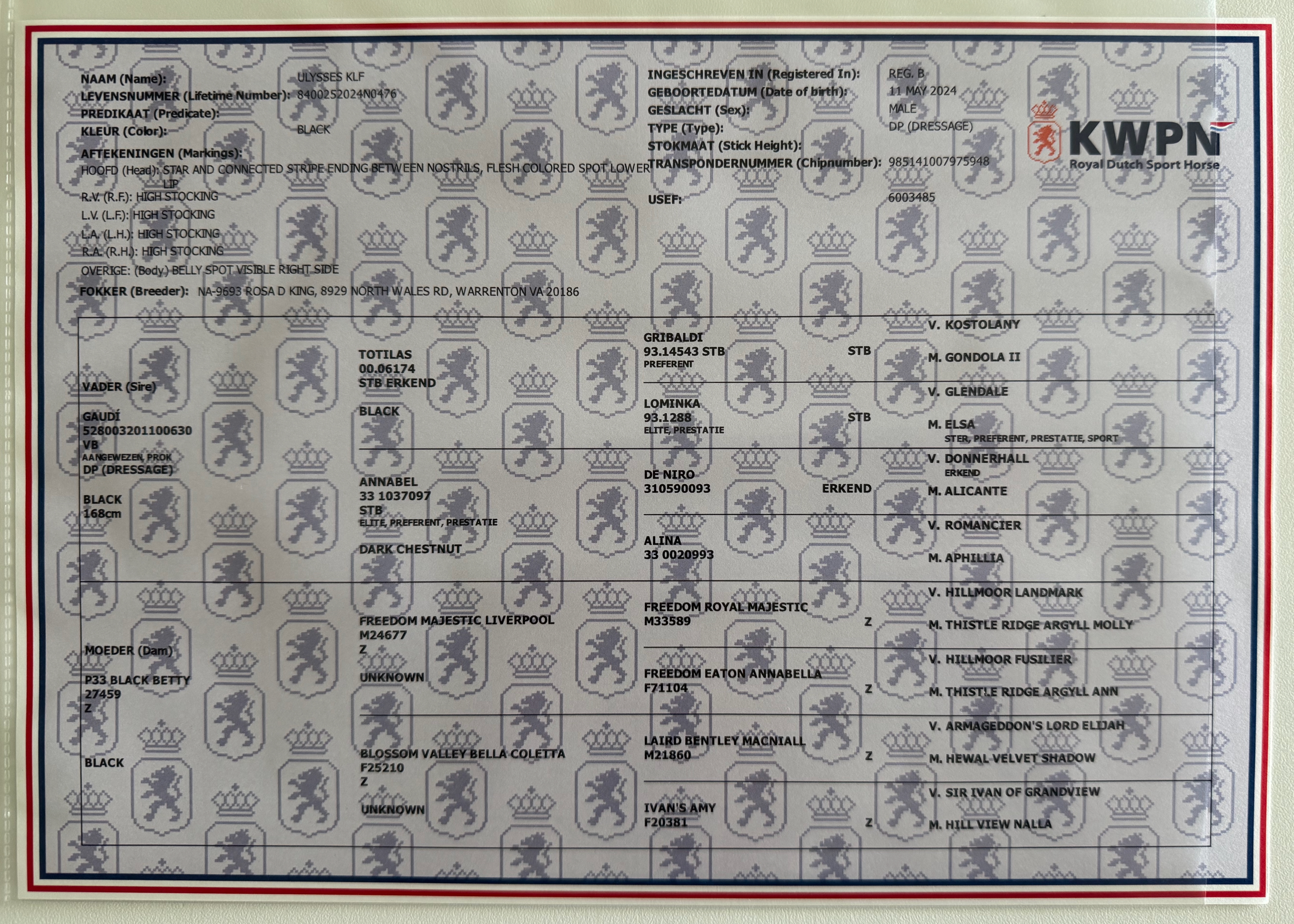 Ulysses's registration and pedigree